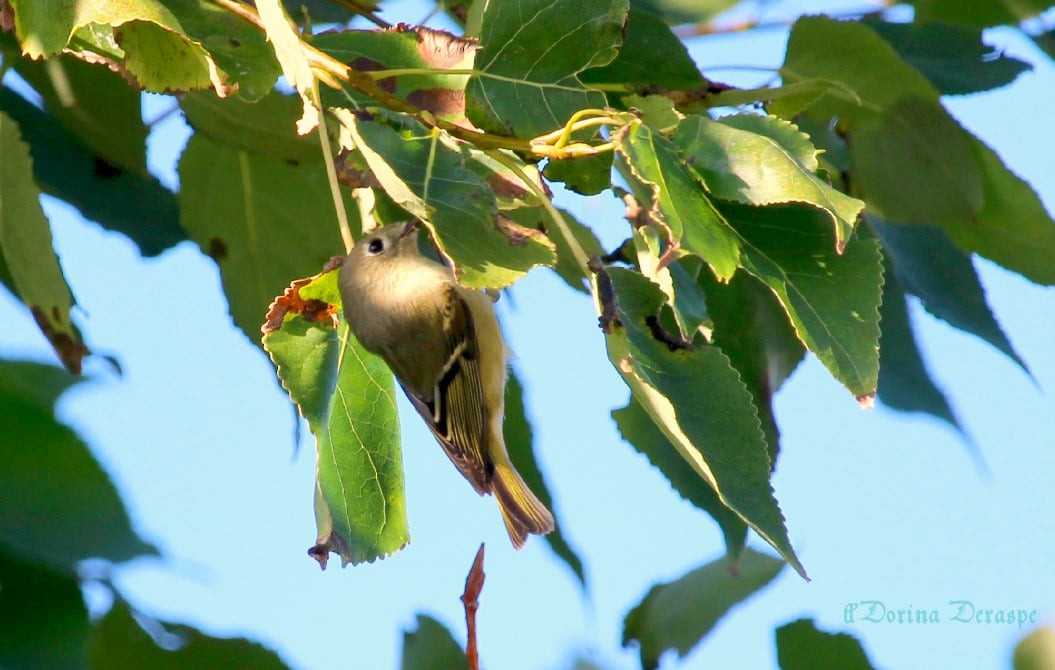 Ruby-crowned Kinglet - ML642476392