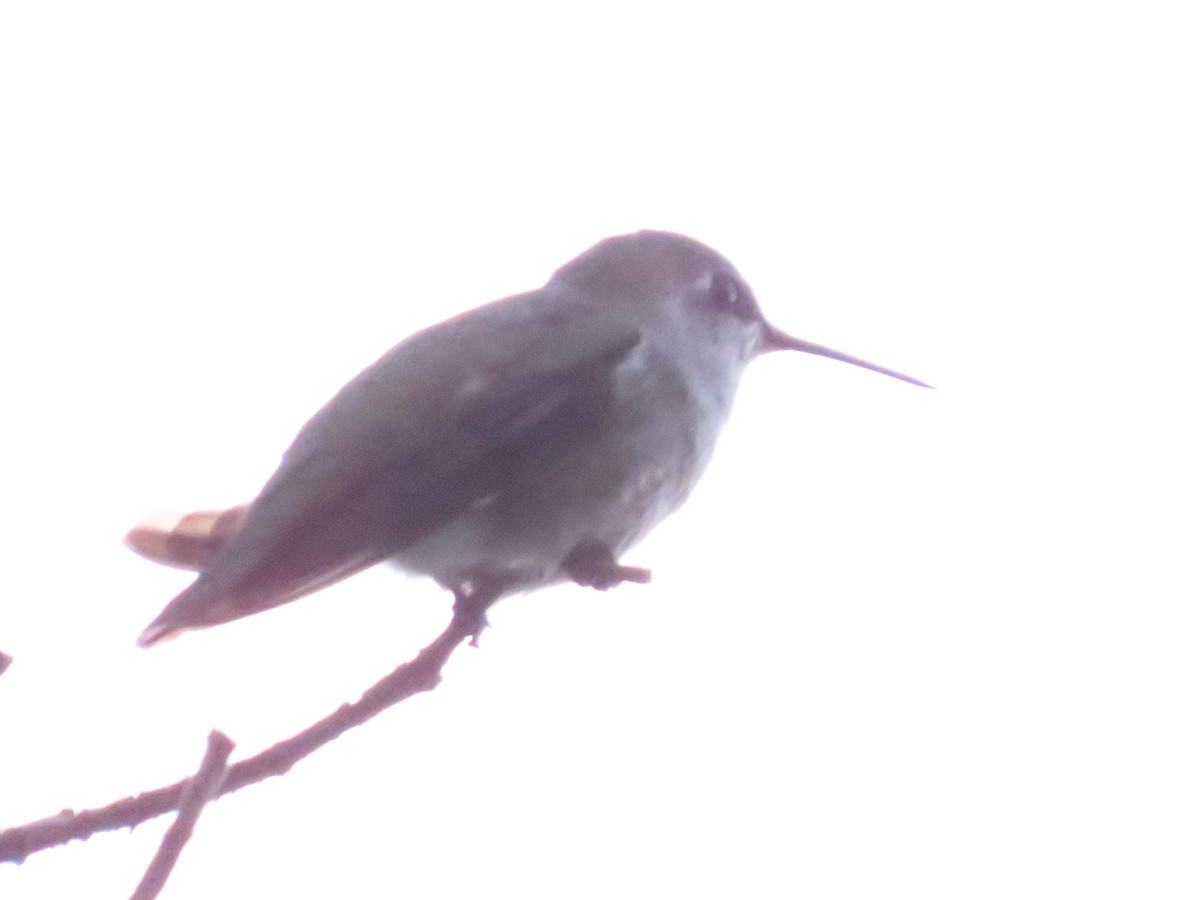 Anna's Hummingbird - ML642476393