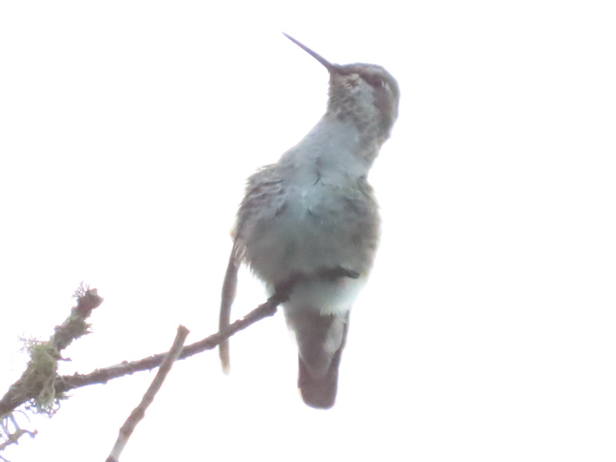 Anna's Hummingbird - ML642476394
