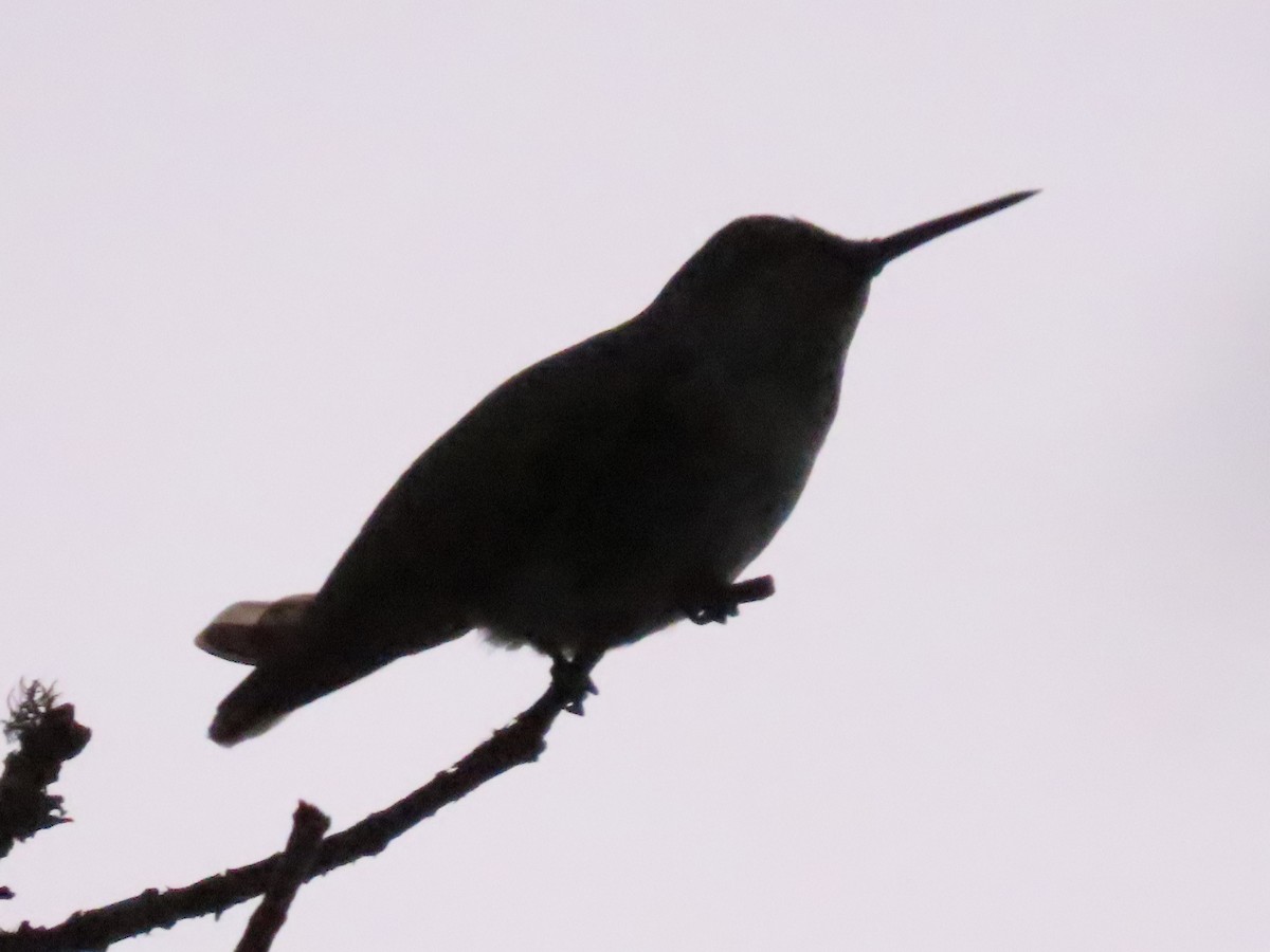 Anna's Hummingbird - ML642476395