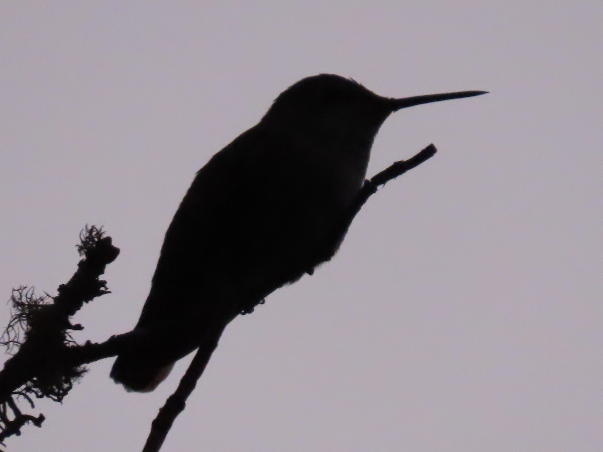 Anna's Hummingbird - ML642476396