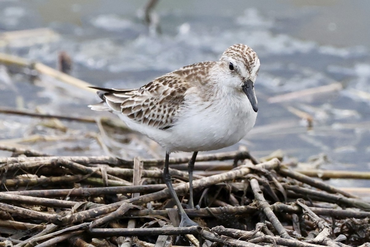 Semipalmated Sandpiper - ML642476397