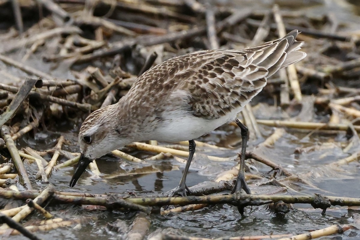Semipalmated Sandpiper - ML642476398