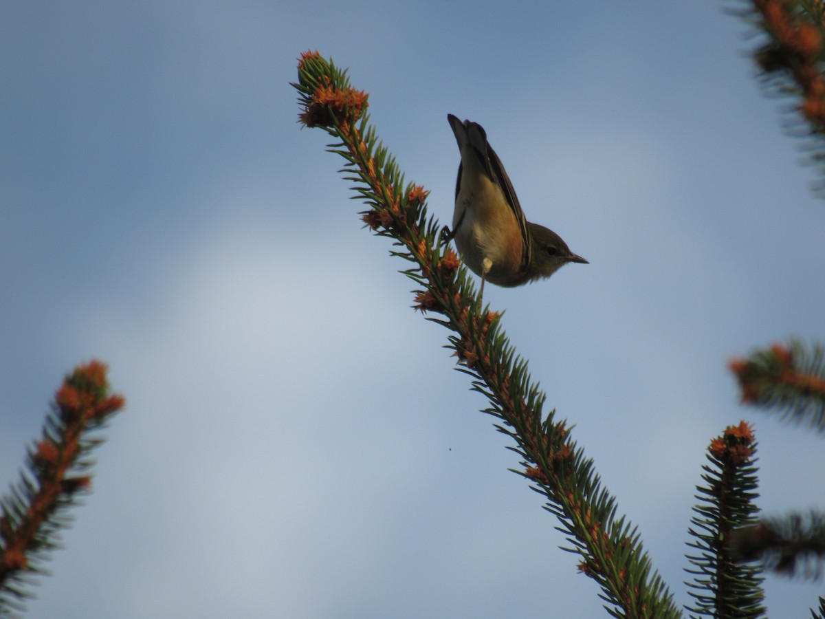 Bay-breasted Warbler - ML642476399