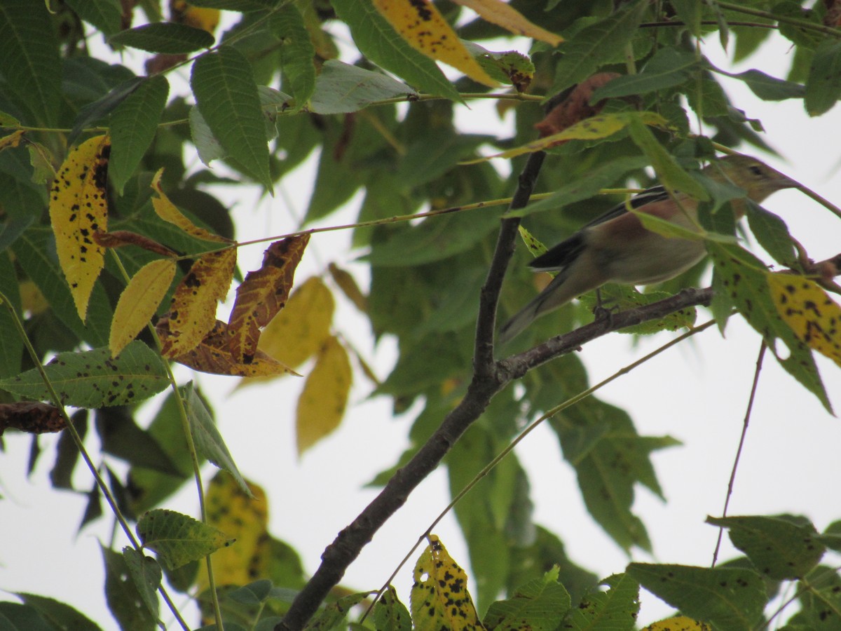 Bay-breasted Warbler - ML642476404