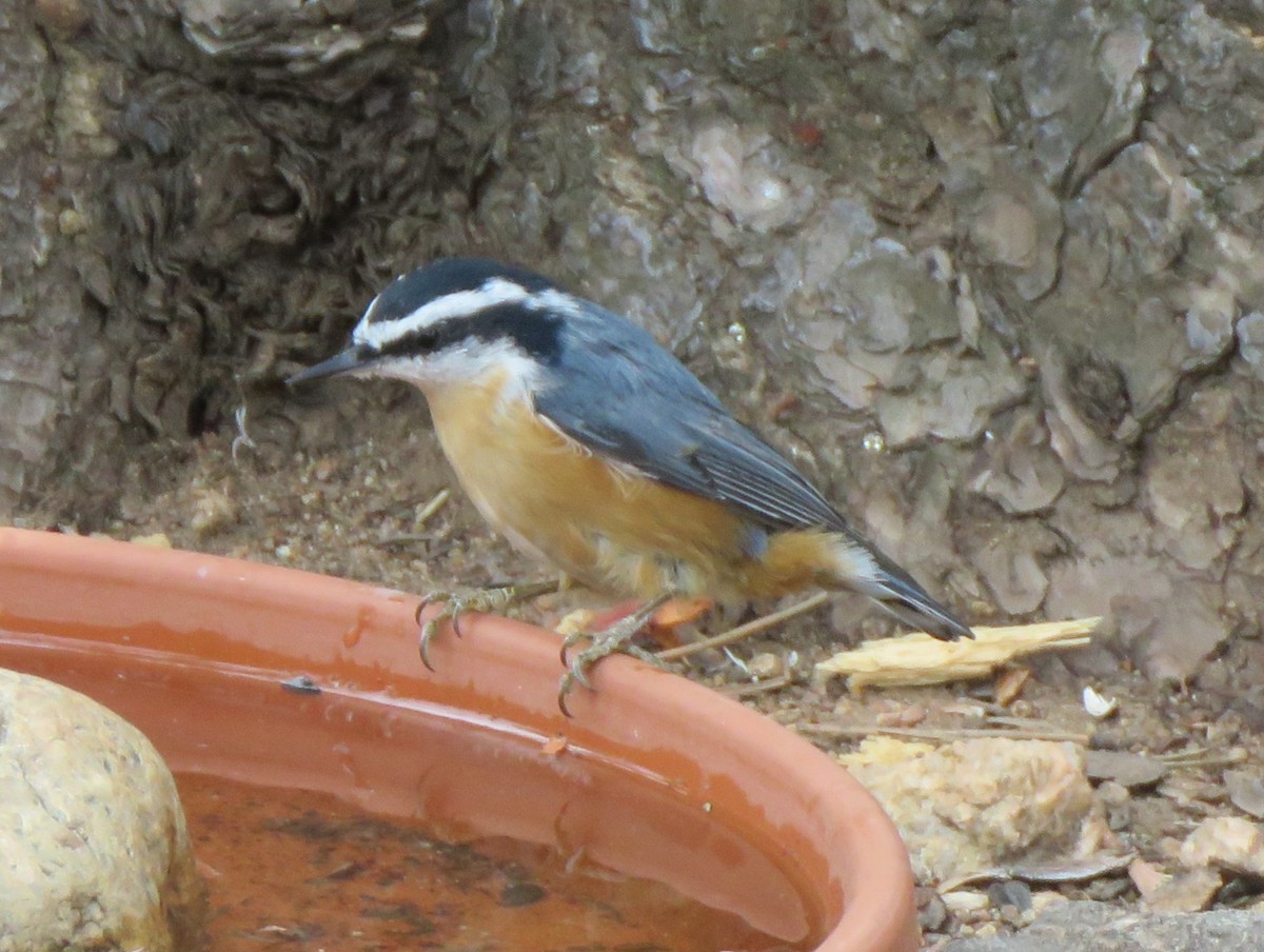Red-breasted Nuthatch - ML642476406