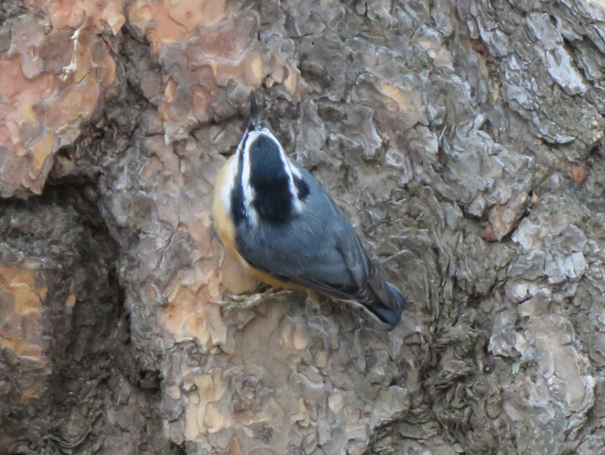 Red-breasted Nuthatch - ML642476407