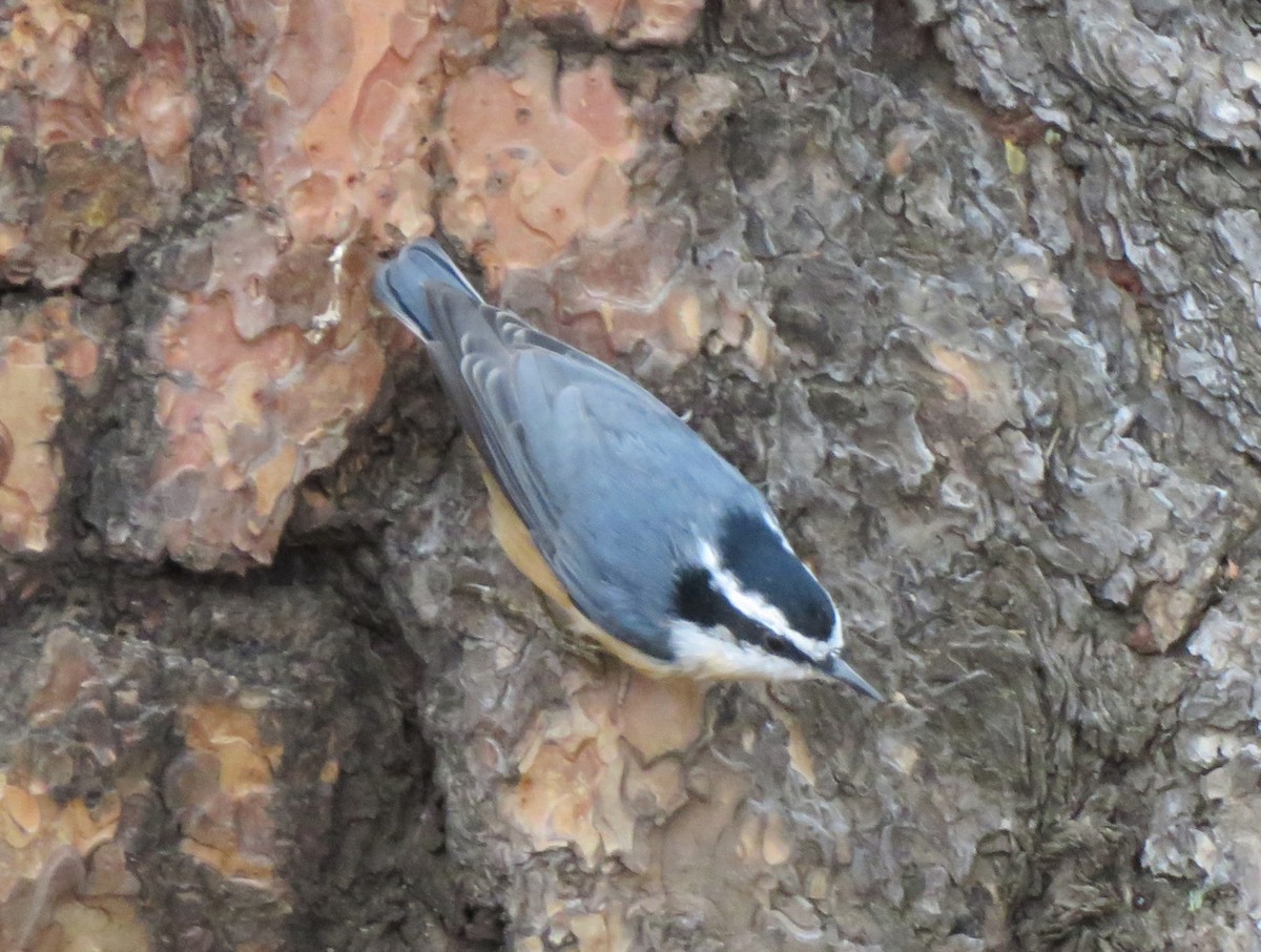 Red-breasted Nuthatch - ML642476408