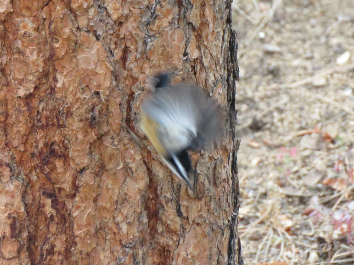 Red-breasted Nuthatch - ML642476409