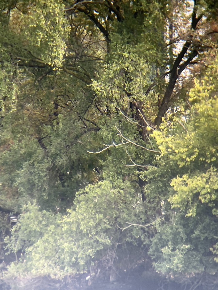 Belted Kingfisher - ML642476413