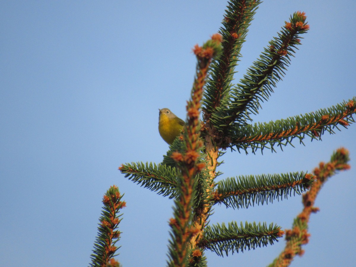 Nashville Warbler - ML642476420