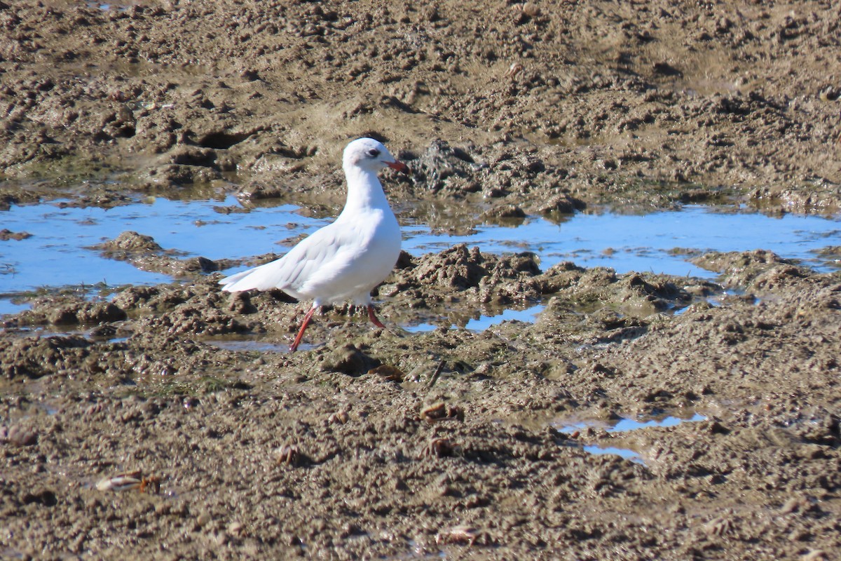 Mediterranean Gull - ML642476421