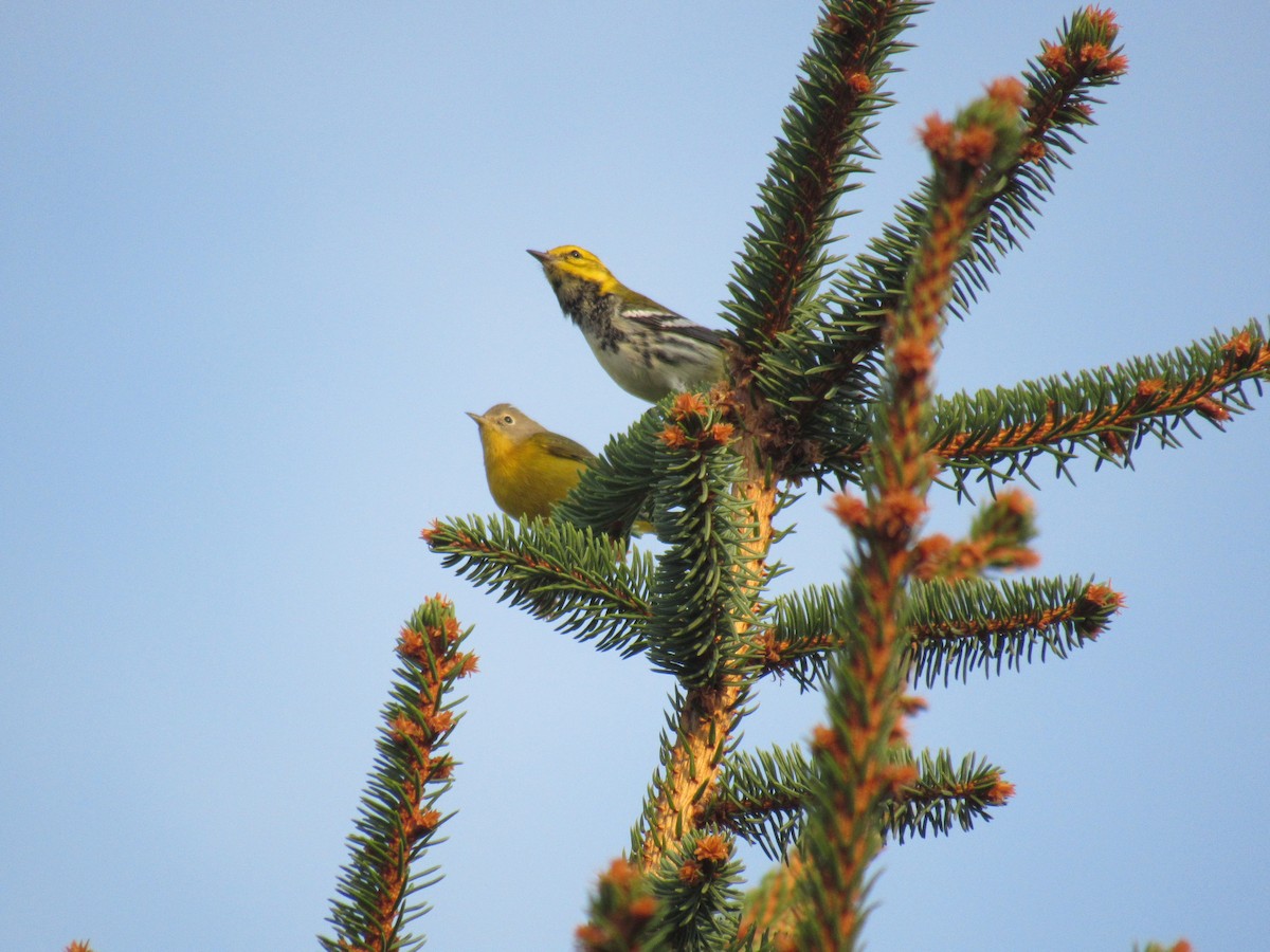 grønnparula - ML642476426