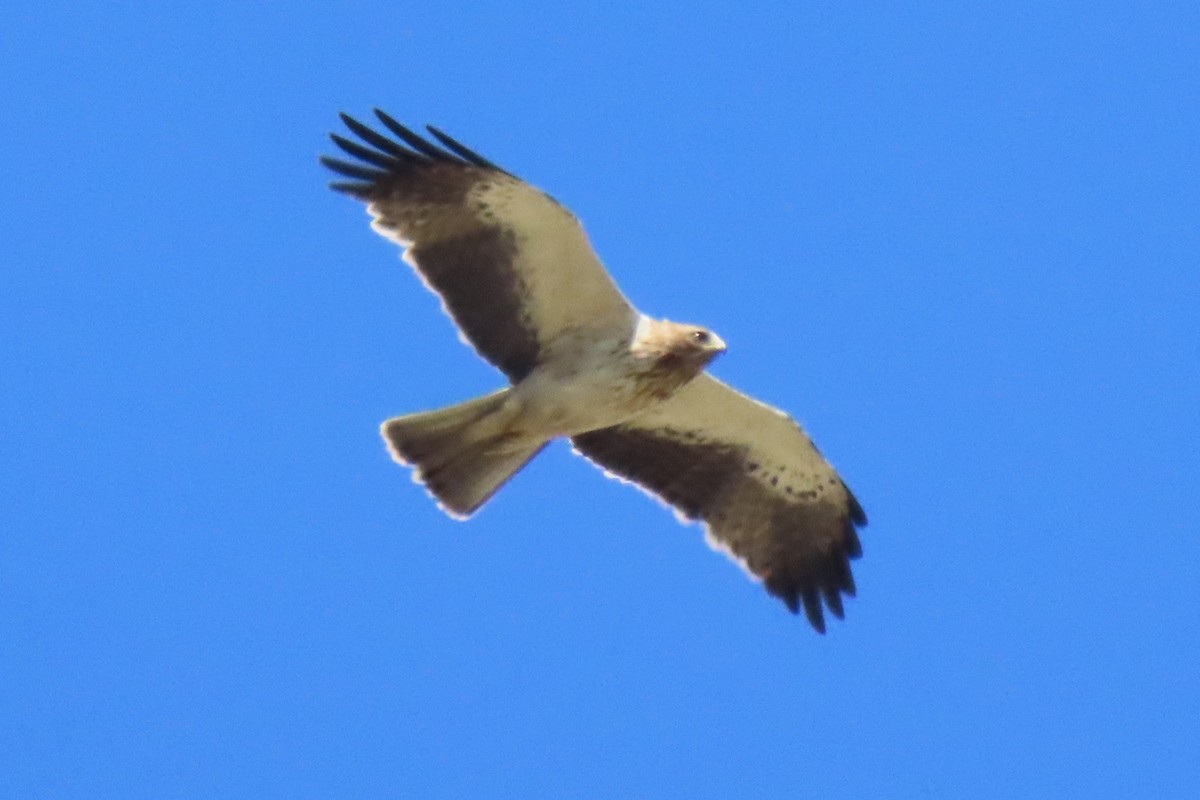 Booted Eagle - ML642476436