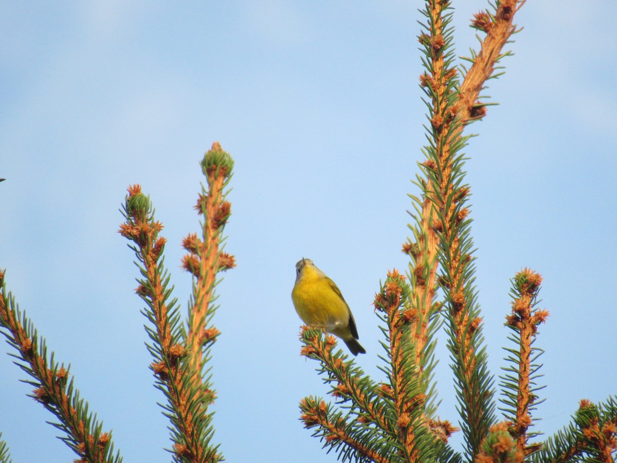 bjørkeparula - ML642476440