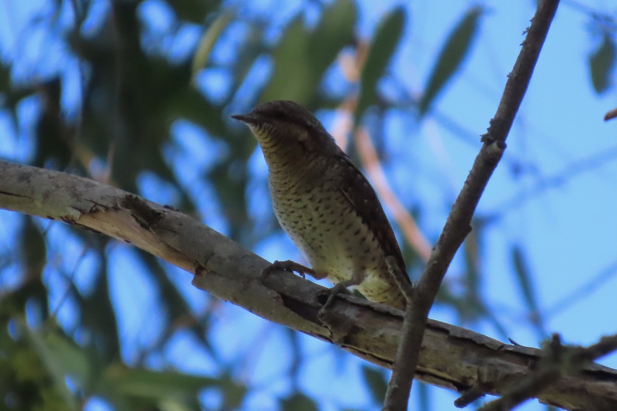 Eurasian Wryneck - ML642476442