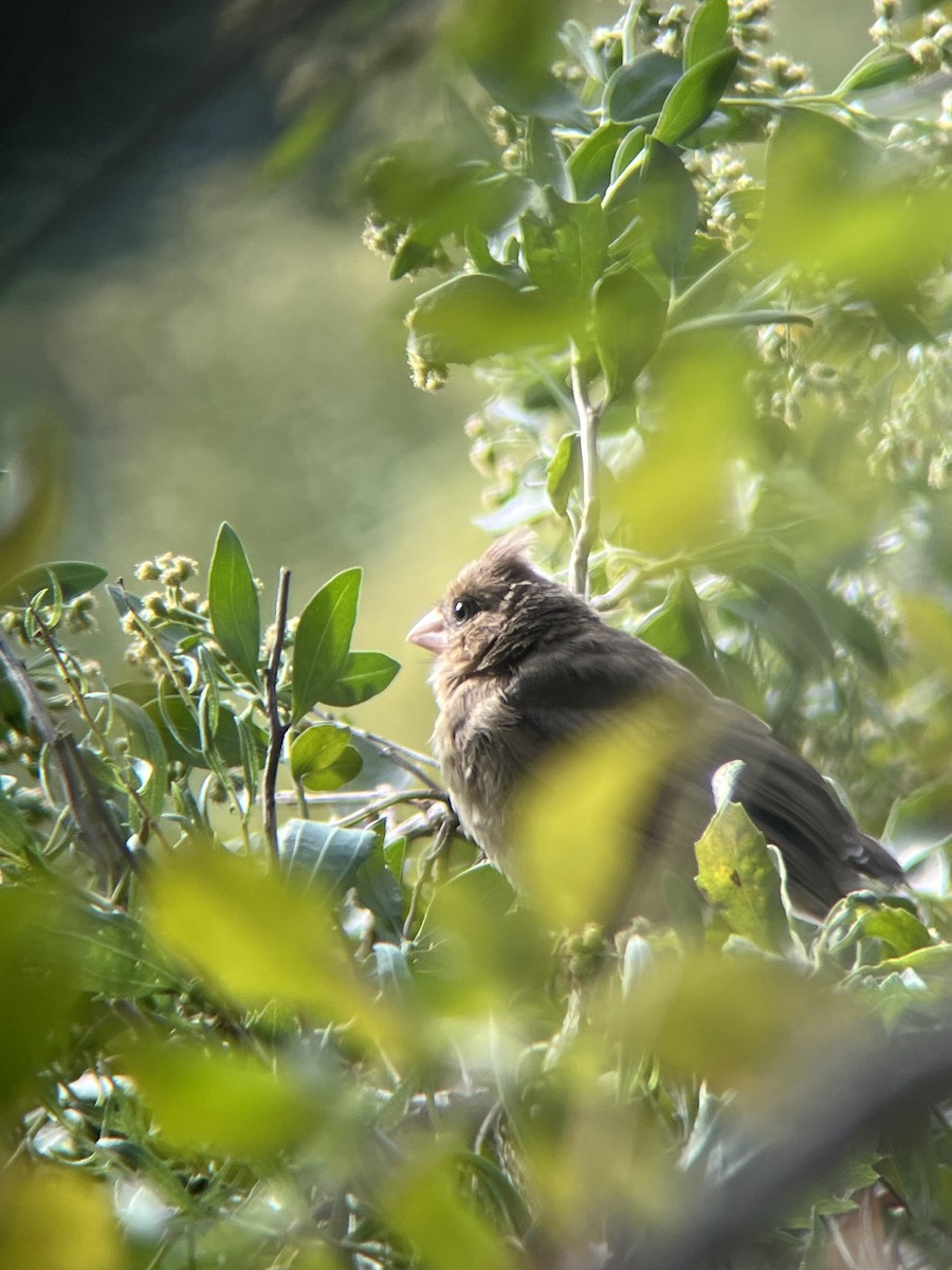 ショウジョウコウカンチョウ - ML642476449