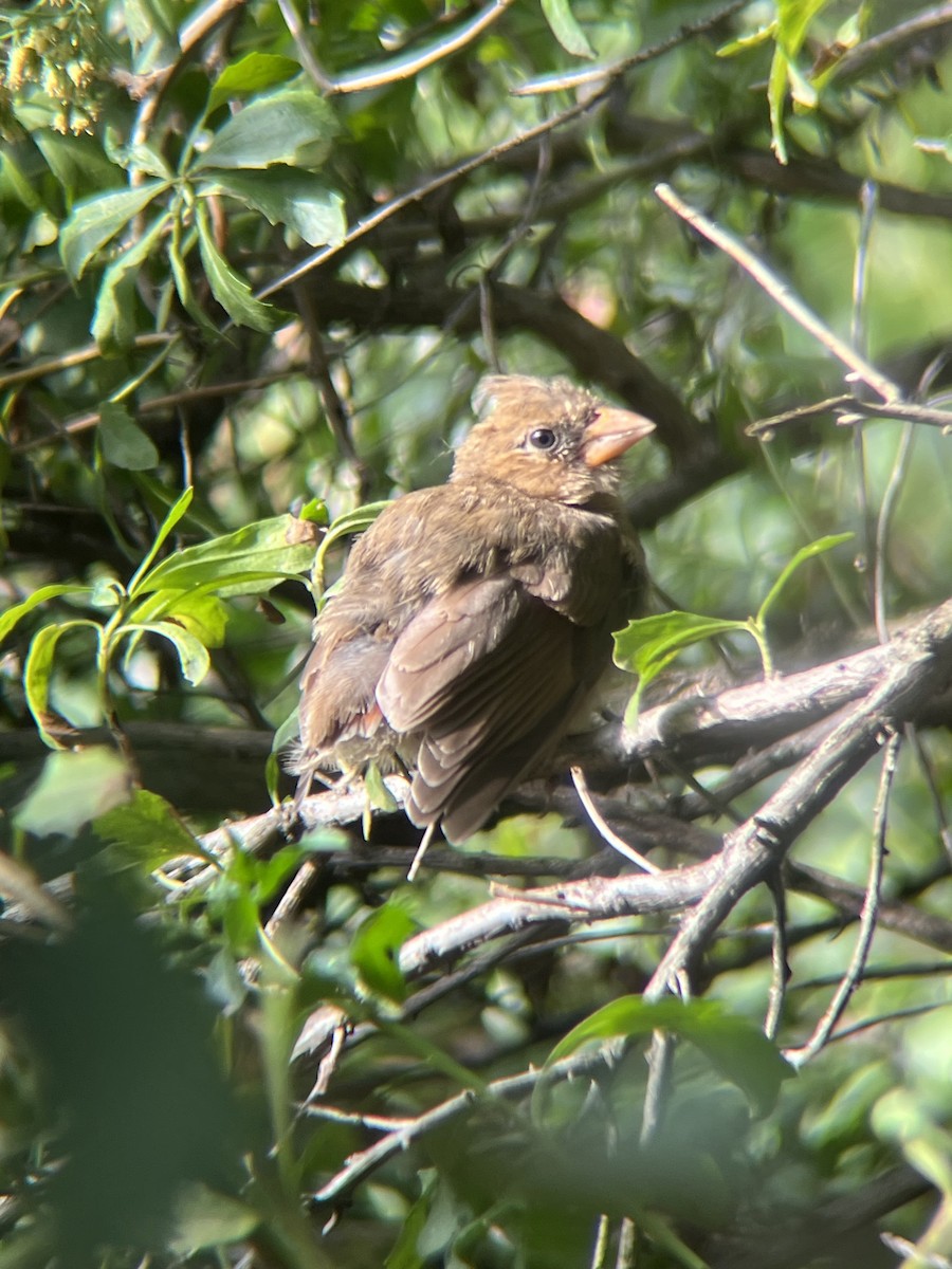 ショウジョウコウカンチョウ - ML642476450