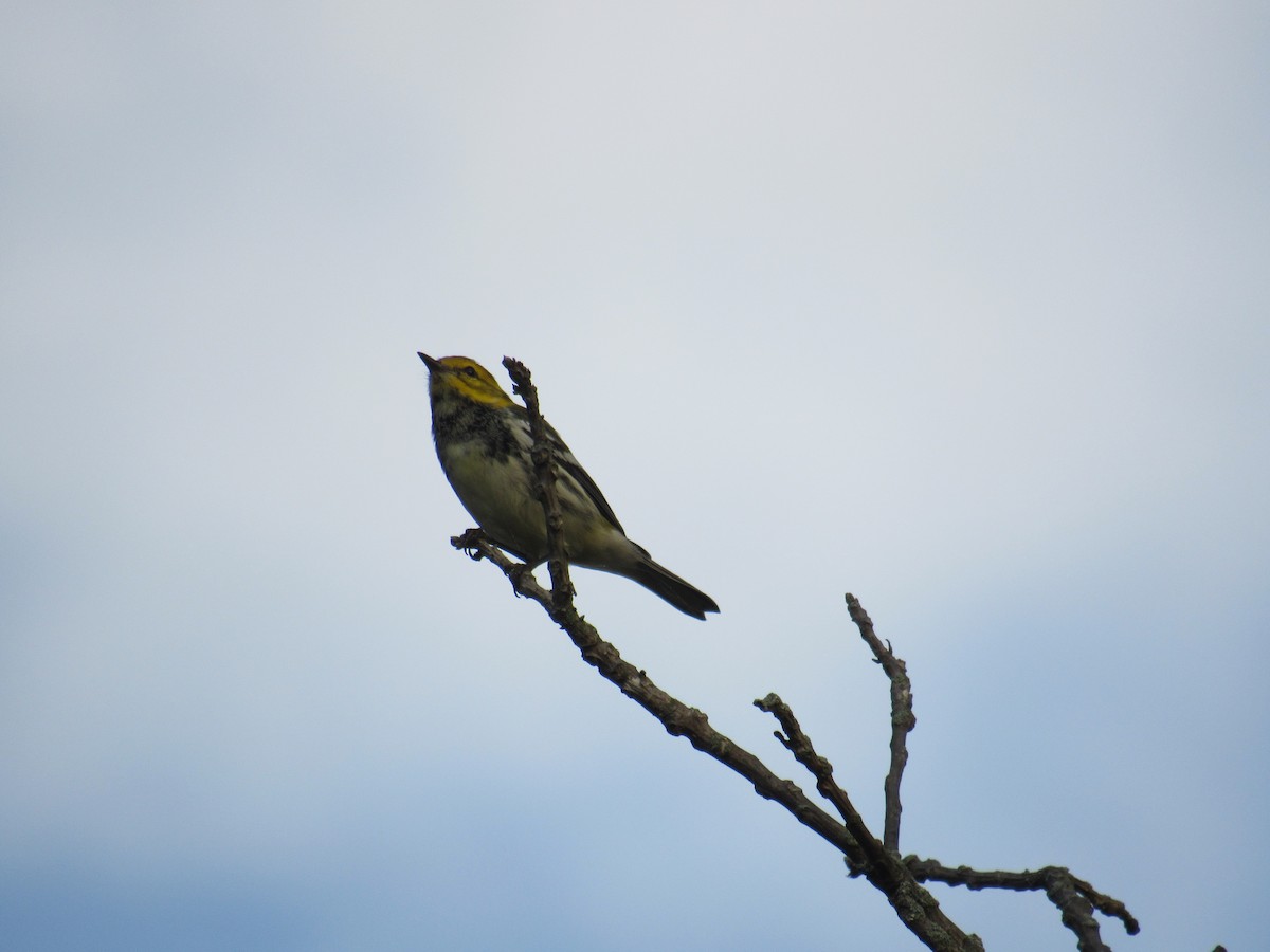 grønnparula - ML642476452