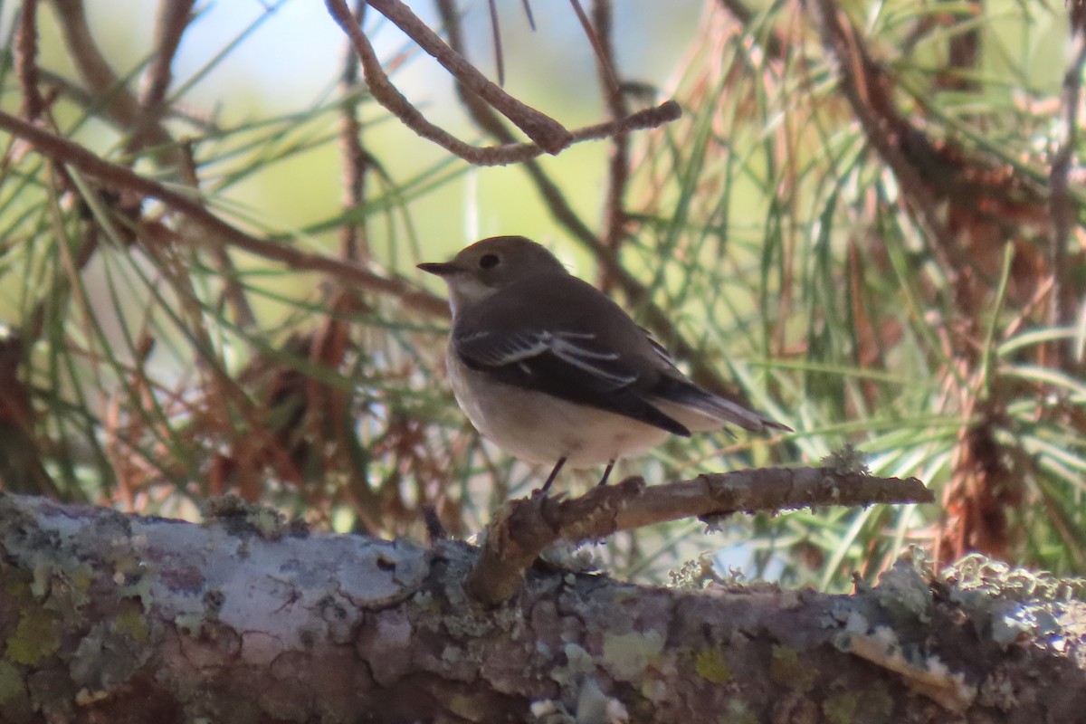 European Pied Flycatcher - ML642476453
