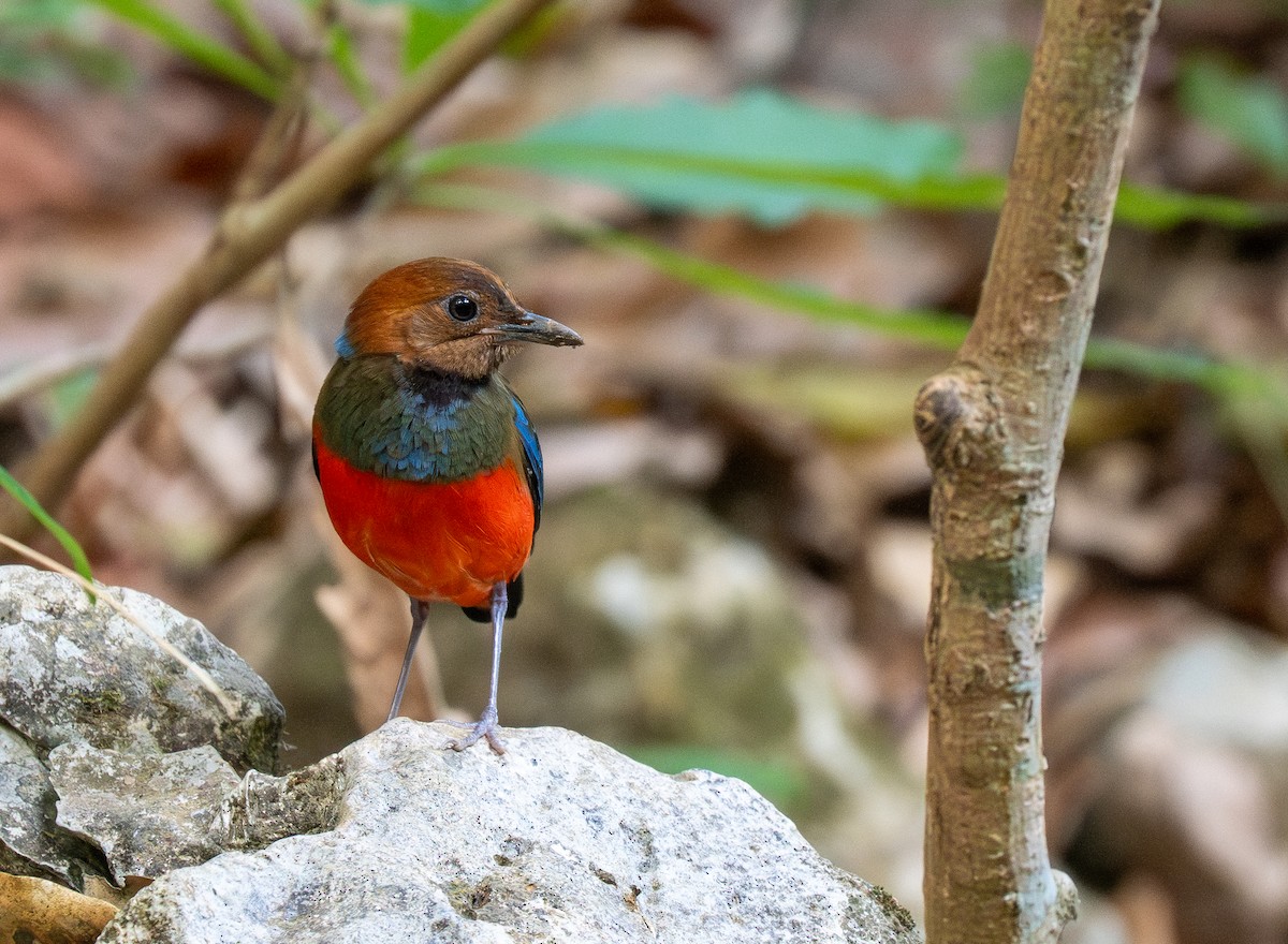 Philippine Pitta - ML642476473