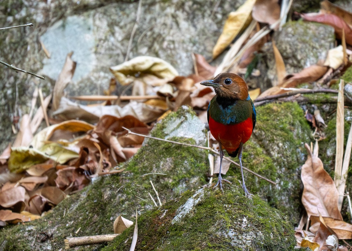 Philippine Pitta - ML642476474
