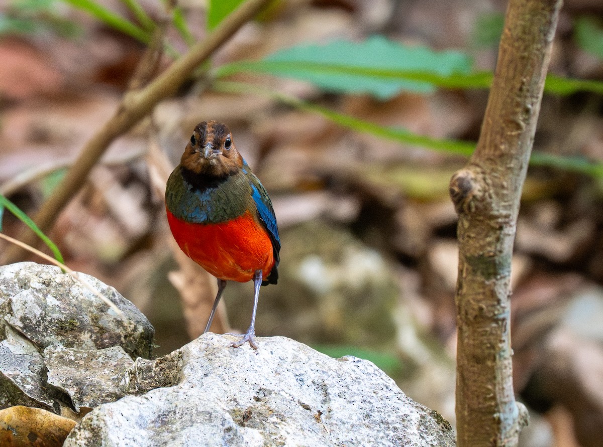 Philippine Pitta - ML642476475