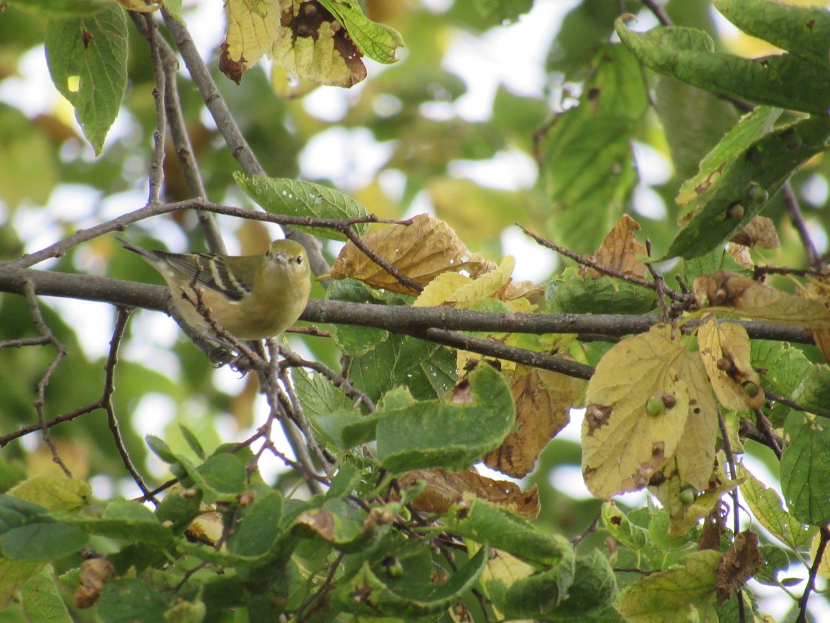 kastanjeparula - ML642476476