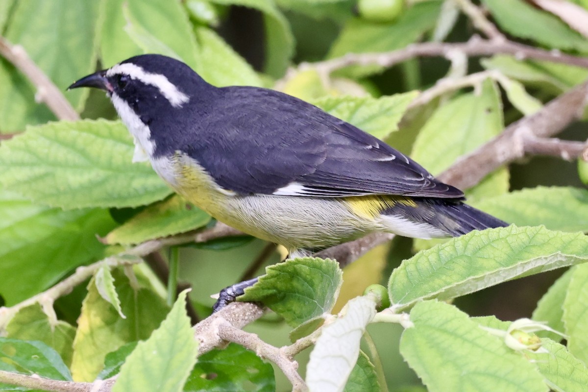 Bananaquit (Cozumel I.) - ML642476477