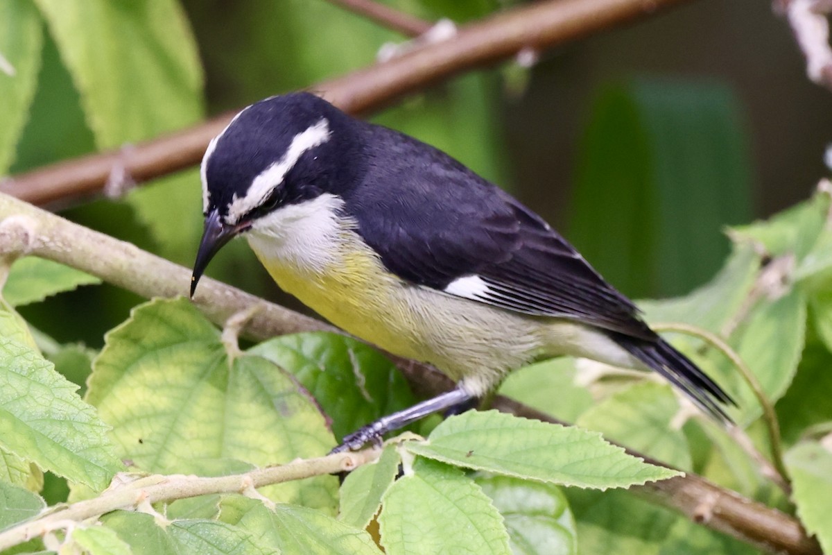 Bananaquit (Cozumel I.) - ML642476478