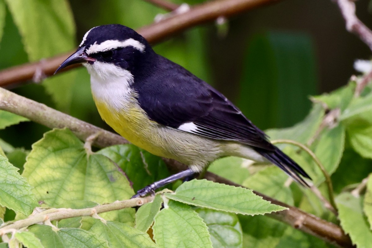 Bananaquit (Cozumel I.) - ML642476479