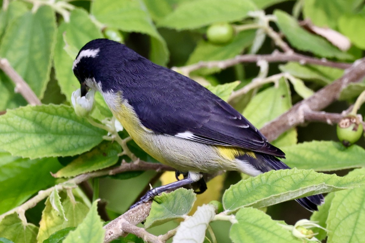 Bananaquit (Cozumel I.) - ML642476480