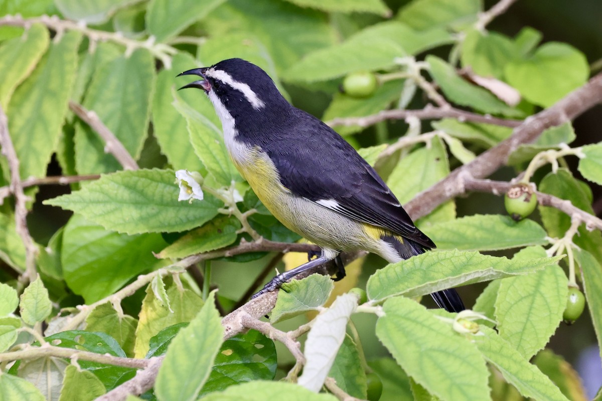 Bananaquit (Cozumel I.) - ML642476481
