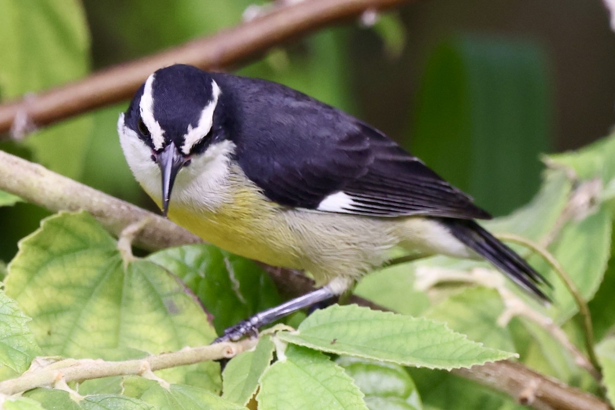 Bananaquit (Cozumel I.) - ML642476482