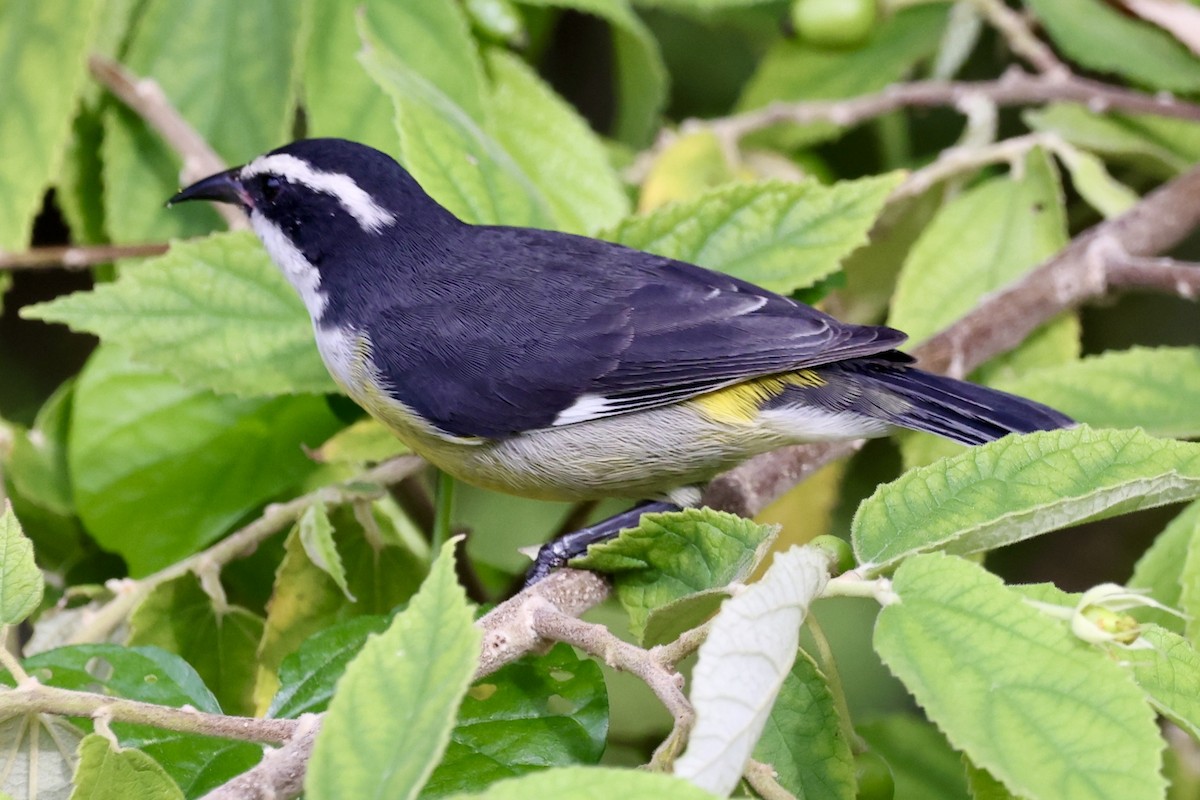 Bananaquit (Cozumel I.) - ML642476483