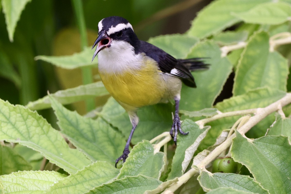 Bananaquit (Cozumel I.) - ML642476484