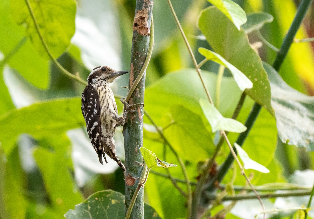 Philippine Pygmy Woodpecker - ML642476514