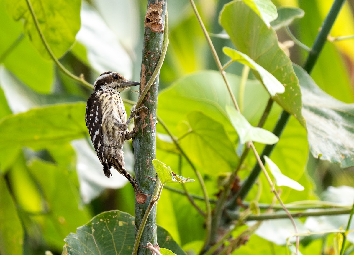 Philippine Pygmy Woodpecker - ML642476515