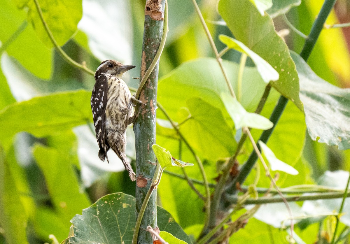 Philippine Pygmy Woodpecker - ML642476516