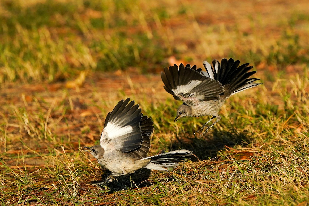 Northern Mockingbird - ML642476561