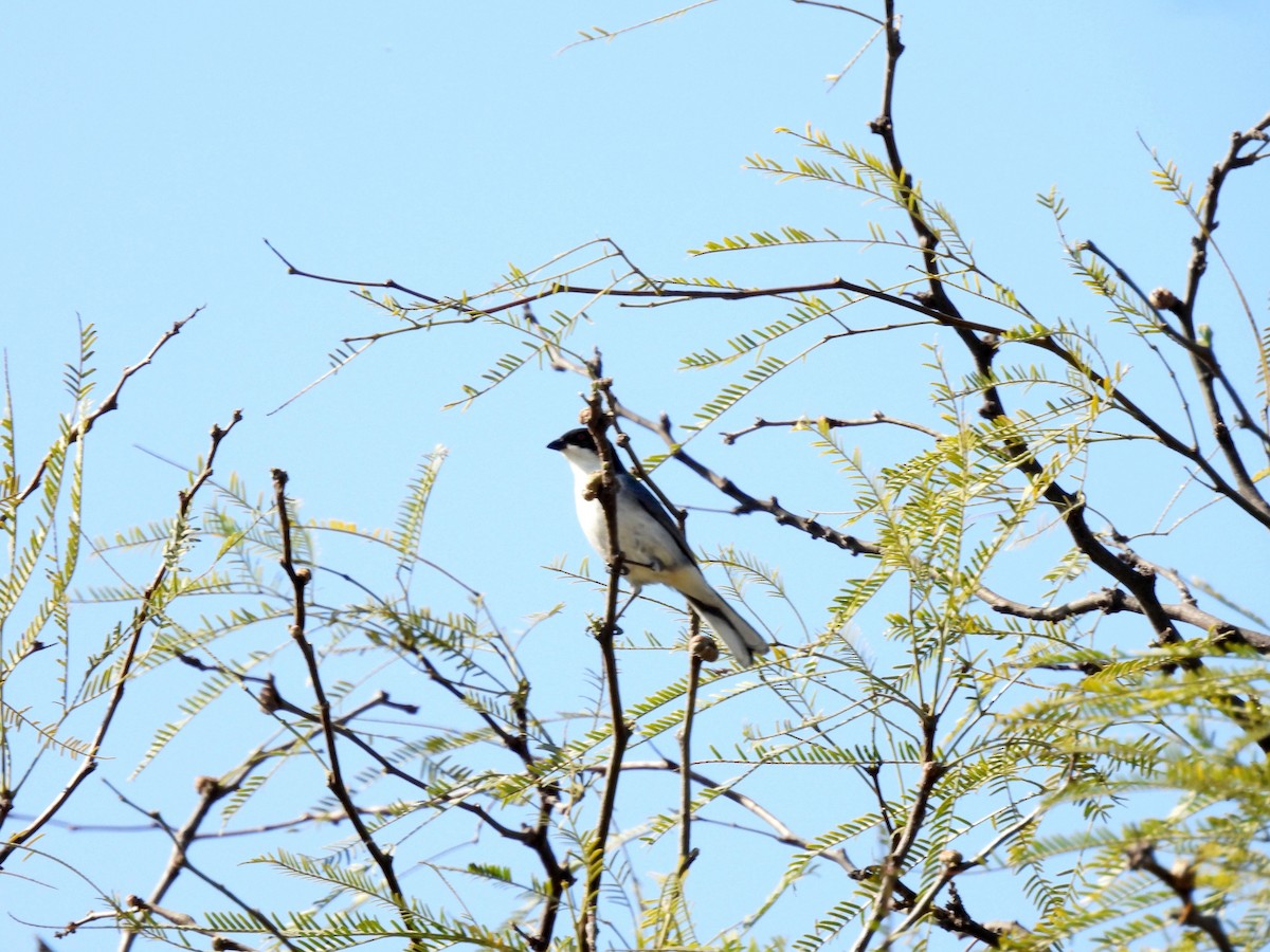 Black-capped Warbling Finch - ML642476565