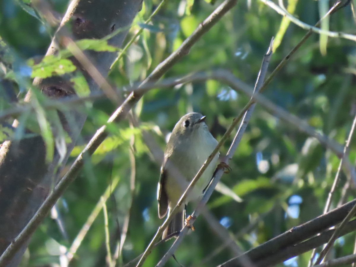 Ruby-crowned Kinglet - ML642476570