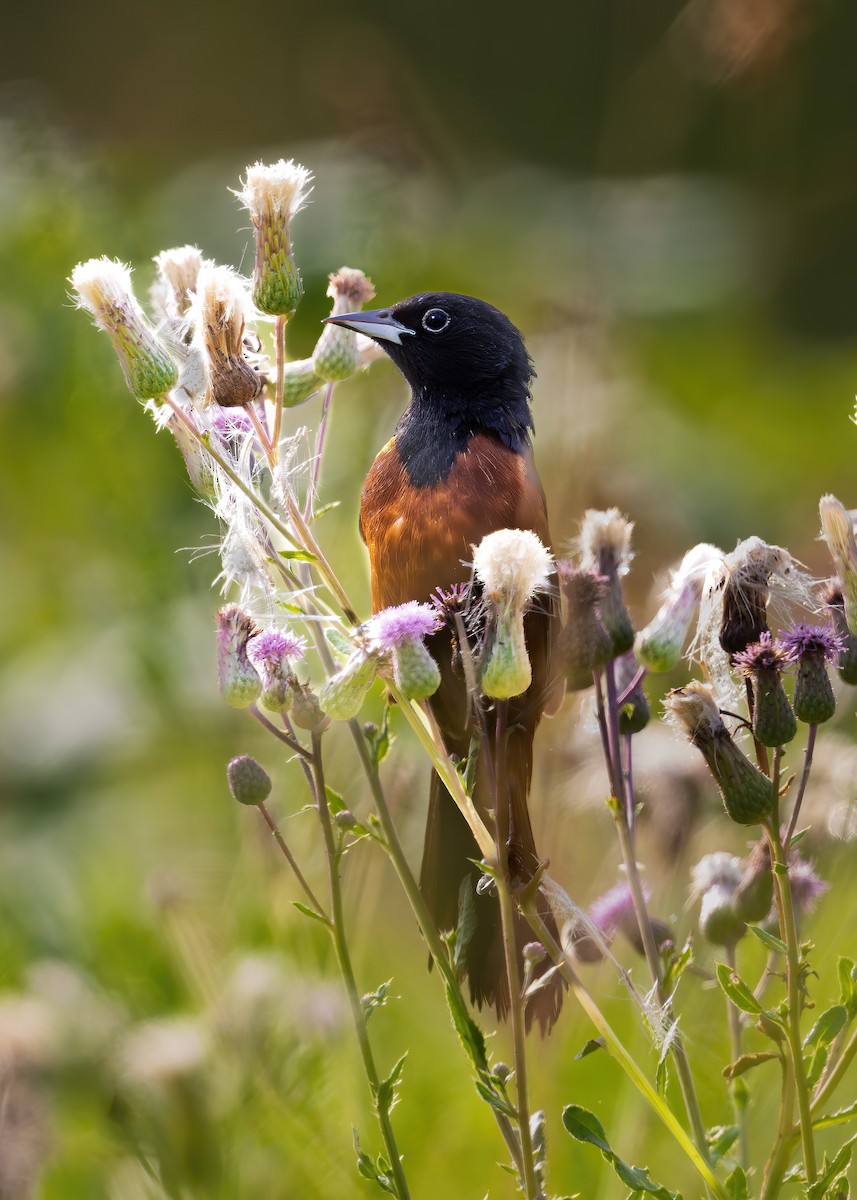 Orchard Oriole - ML642476578