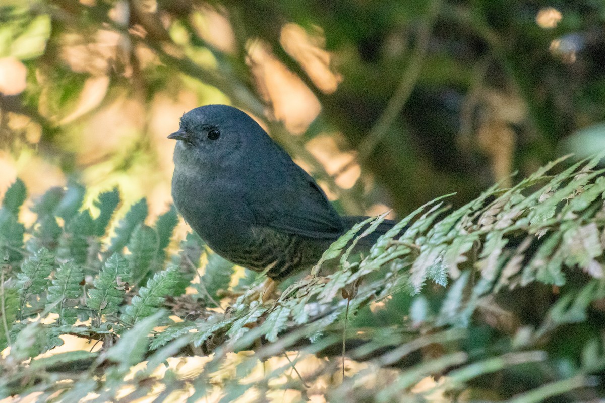 Planalto Tapaculo - ML642476579