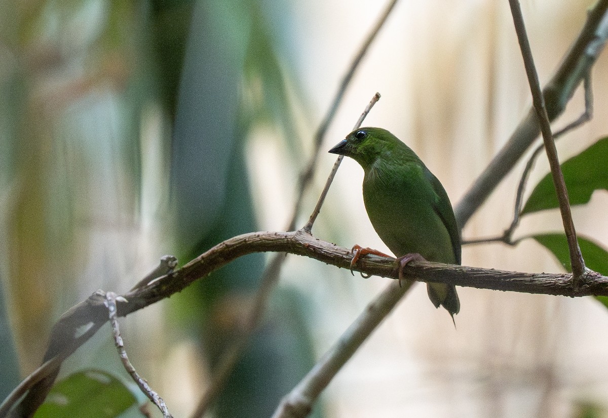 Green-faced Parrotfinch - ML642476608