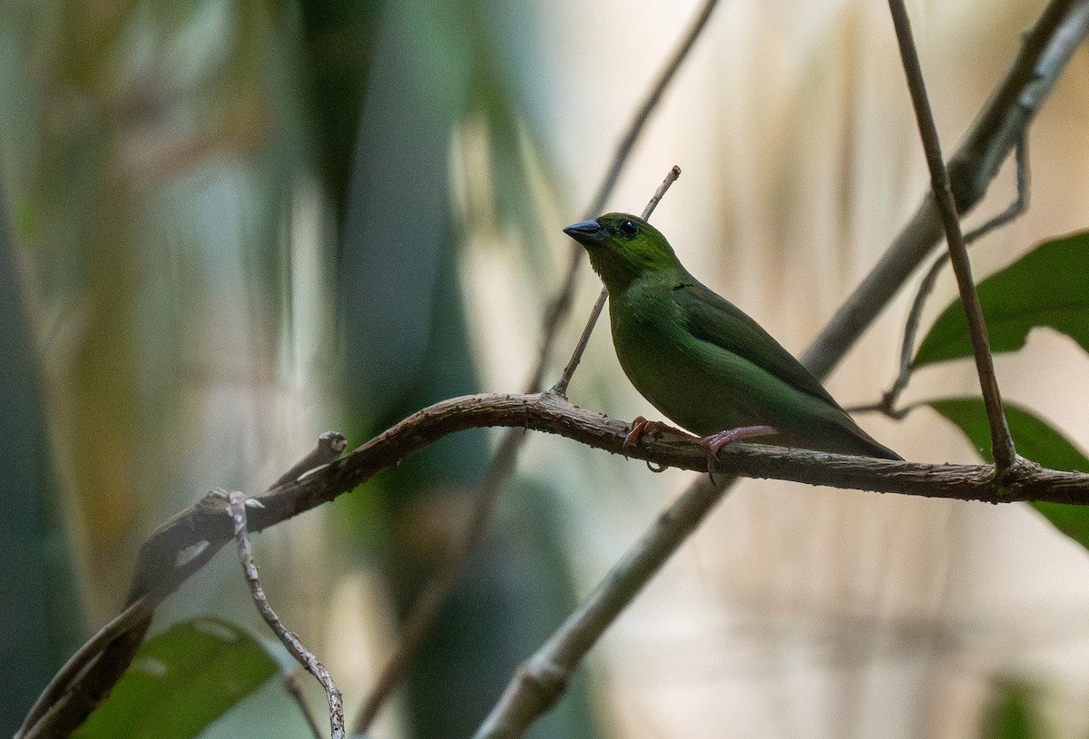 Green-faced Parrotfinch - ML642476609