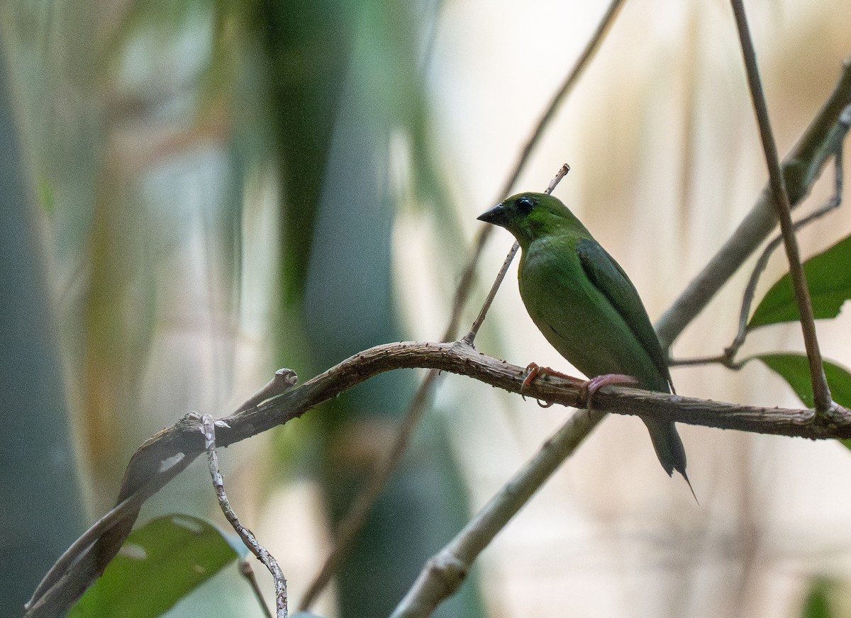 Green-faced Parrotfinch - ML642476610