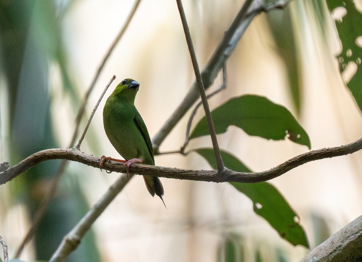 Green-faced Parrotfinch - ML642476611
