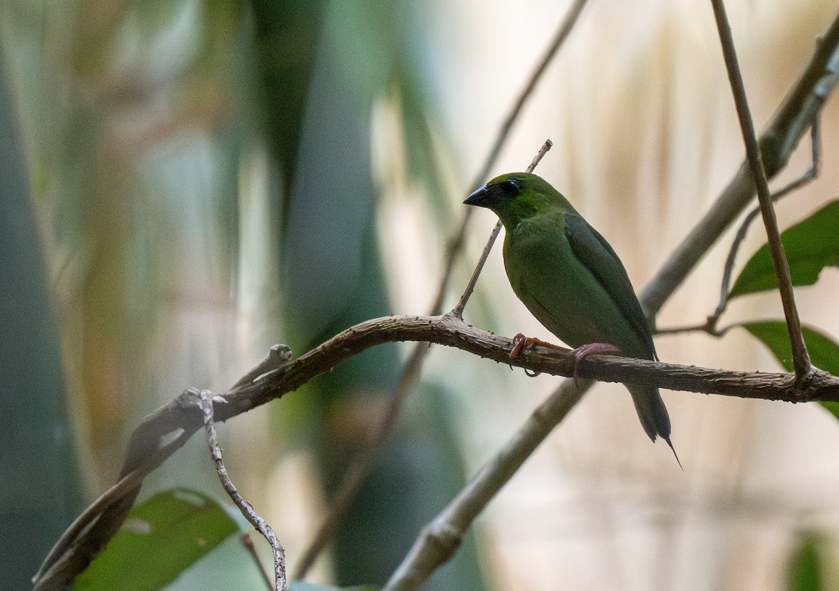 Green-faced Parrotfinch - ML642476612