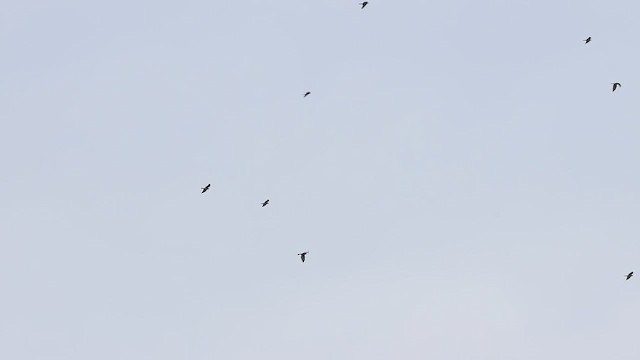 Chinese Sparrowhawk - ML642476629